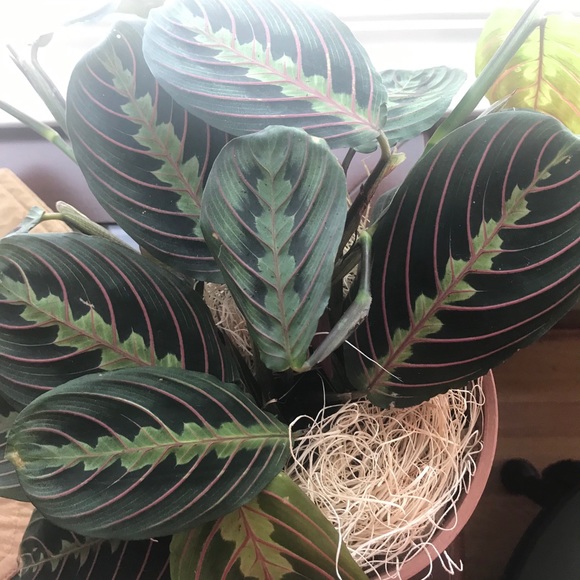 Meet your Posher, Linda - Picture 1 of 1